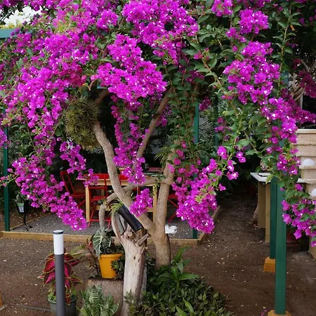 Casa Aloe בית נופש